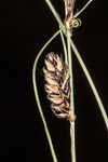 Woollyfruit sedge